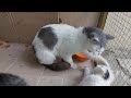 Mother Cat Attacking Her Own Kittens Not Allowing Them To Eat