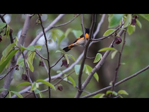 The Pawpaw Trees of Cortland, Illinois and an American Redstart