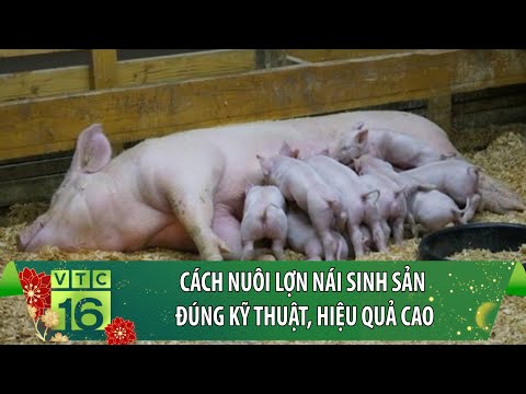 , title : 'Cách nuôi lợn nái sinh sản đúng kỹ thuật, hiệu quả cao | VTC16'