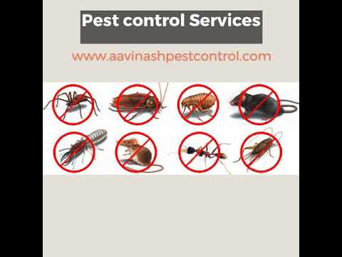 Spray chemical based commercial pest control service