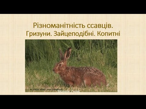 Біологія. Тварини. Різноманітність ссавців. Гризуни. Зайцеподібні. Копитні