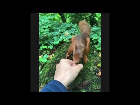 #vlog62 Friendly Squirrel~short #shortvideo #squirrel #animal #friendlysquirre ##wildlife · #nature