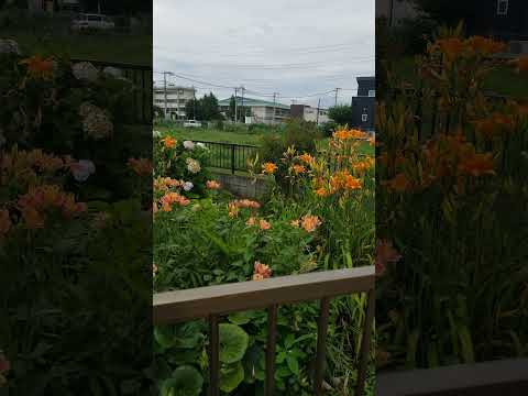 園芸 オレンジ色のユリ