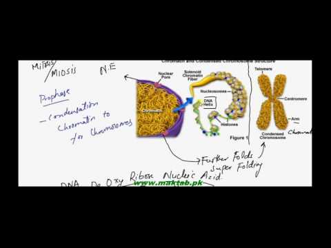 FSc Biology Book1, CH 4, LEC 16: Nucleus – Nuclear membrane and Nucleolus