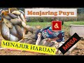 Menajur Haruan Dan Menjaring Puyu Mega Najur Gabus Babon Jaring Betok Monster Di Rawa Terpencil