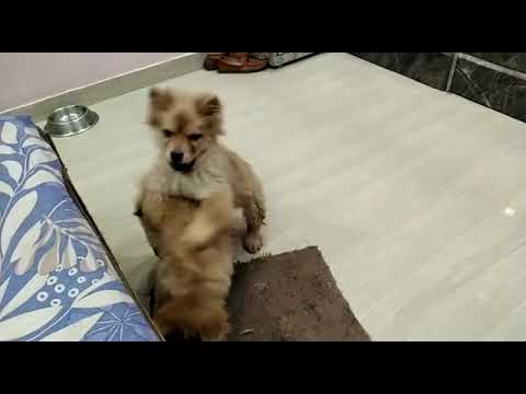 chow chow puppies available for sale at kushagra dog kennel call now 8303399198