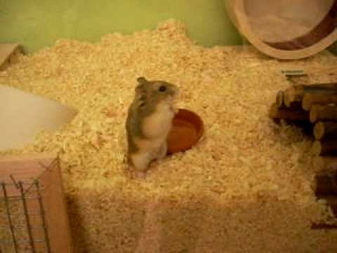 Meine Campbelldame Sookie frisst ihren Medizin-Brei und radelt im Laufrad