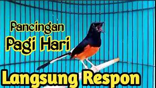 Download lagu PANCINGAN MURAI BATU GACOR FULL ISIAN MEWAH, SEKALI DENGAR MURAI APAPUN EMOSI KONSLET FULL MATERI mp3