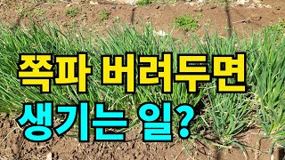 쪽파는 죽지않는다? / 종자용 쪽파심기 / 쪽파재배