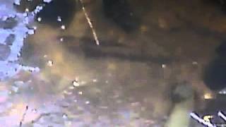 Fish In Our Creek