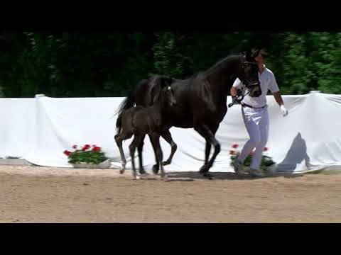 SF v. Don Martillo-Sirtaki