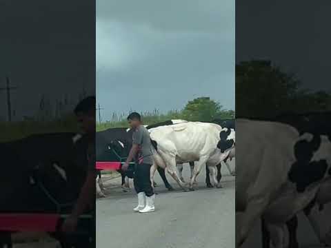 jacaré dos homens 🌵🇧🇷