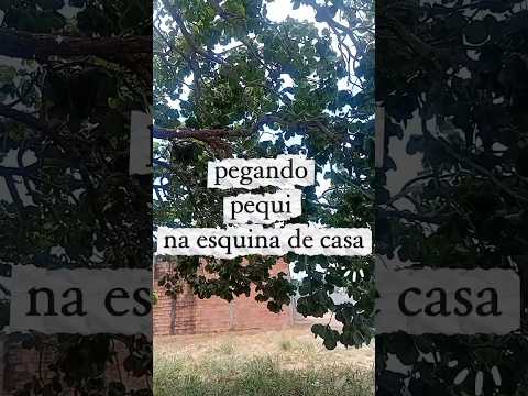Pequizeiro #viral #tocantins #cerrado #pequi