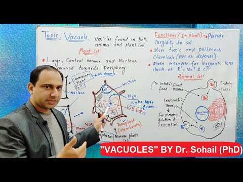Vacuoles (Structure and Functions)