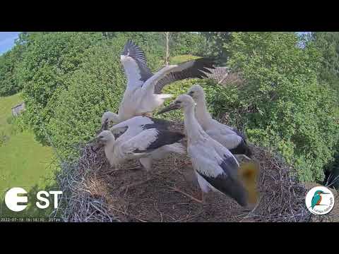 Baltie stārķi Tukuma novadā   LDF tiešraide. Virves vilkšanas sacensības 😁18.07.2022