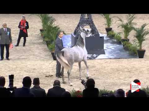 N.31 BINT HAZY AL KHALEDIAH - Paris 2015 - Fillies 2-3 years old (Class CM2 A)
