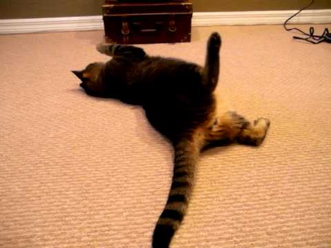 Let me see your fat,,,