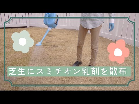 芝生に幼虫がいるかどうかはどうやってわかりますか?特定、治療、予防  庭園