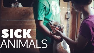 FIRST A SICK PUPPY, THEN THE GOATS... WHAT IS WRONG WITH THEM?