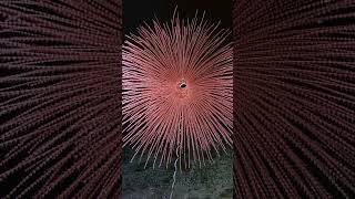 Deep-Sea Fireworks Coral | Nautilus Live