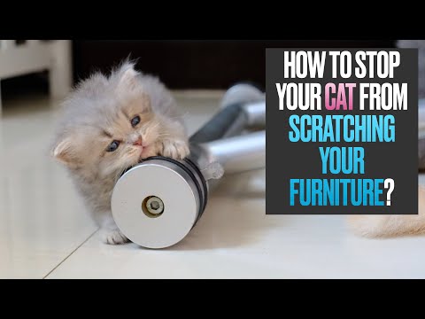 How Do You Stop Your Cat From Scratching Your Furniture?