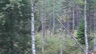 preview picture of video '[1/2] Stalking a moose... // Hirveä vaanimassa'