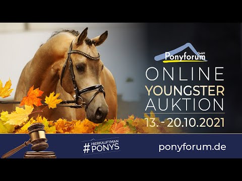 ROCCADERO Hengst*2019 v. Rob Roy van hat Klavertje / Principal Boy