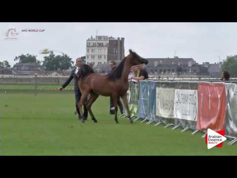 Chantilly 2016 AHO World Cup - CLASS  11 - Yearling Fillies Championship