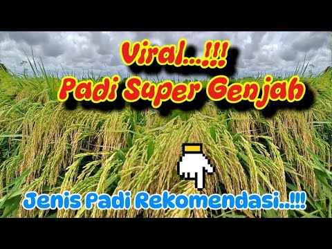 3 Super Genjah Rice Seeds That Are Going Viral in 2025