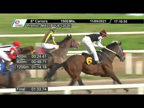 210911 c08 - LABRADOR - HIPODROMO LAS PIEDRAS