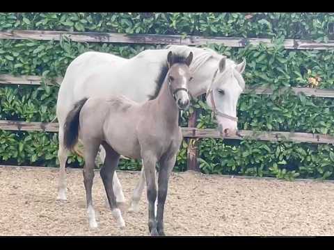 Exceptional Performance-Bred Connemara Filly - Image 2