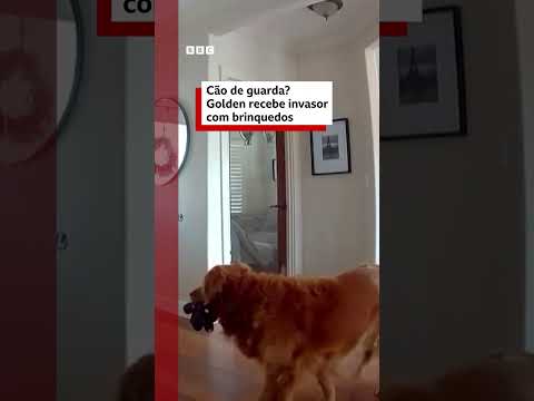 Golden Retriever recebe invasor com brinquedos