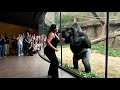 Nobody Was Ready For What The Gorilla Did Next