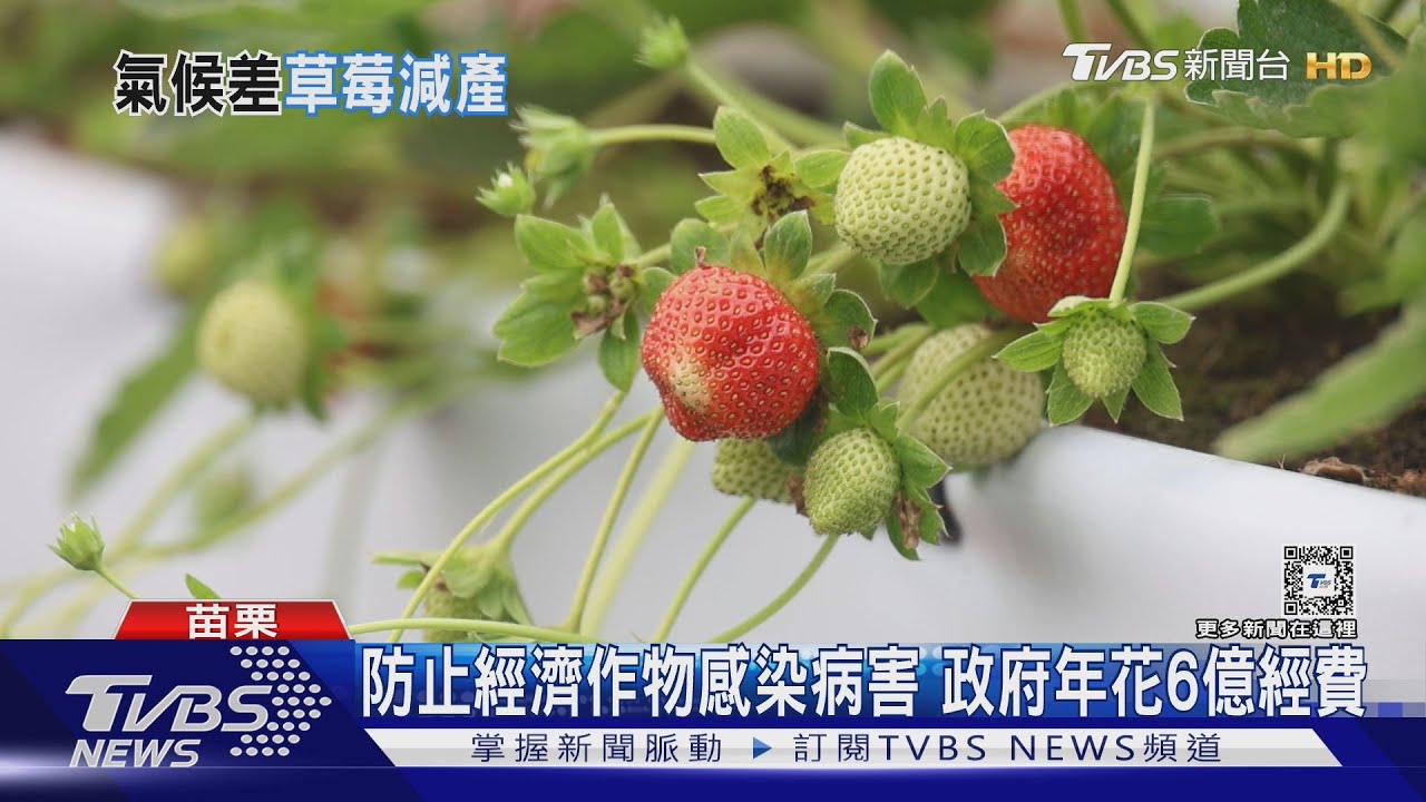 草莓也要快篩！檢測「這疾病」一小時搞定