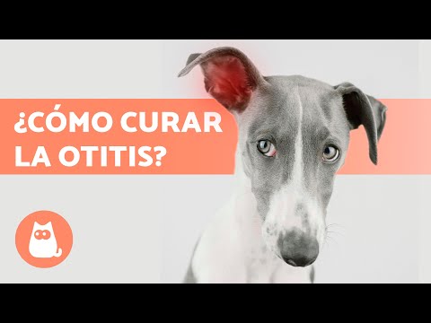 5 HOME REMEDIES for EAR TITS in DOGS 🐶✅ How to Clean Their Ears?