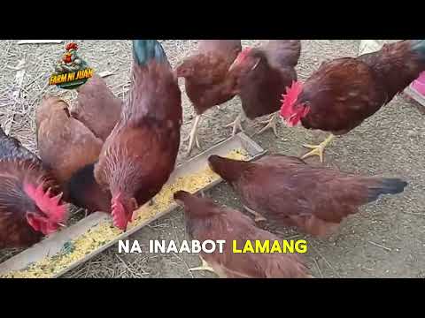 Rhode Island Red D853 Vs F1