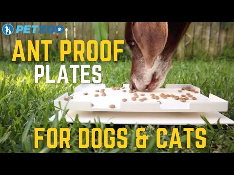 Ant Proof Plate for Dogs & Cats | Watch How your Dogs Can Enjoy Their Meal