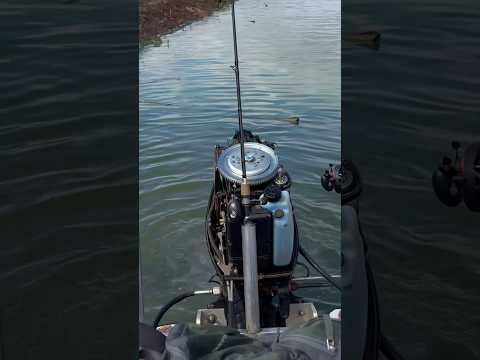 Torneio de pesca em Cruz Machado só perrengue #fishing #pescaria #pescadedorados