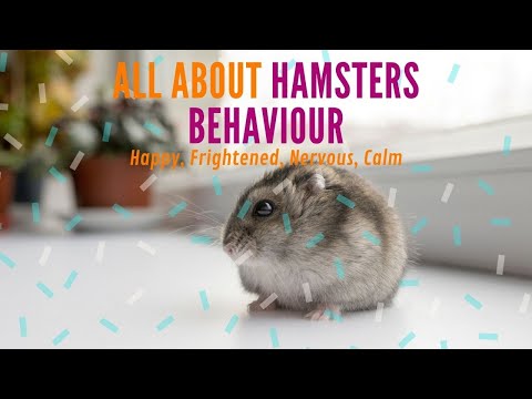 YouTube video about: How to tell if syrian hamster is happy?
