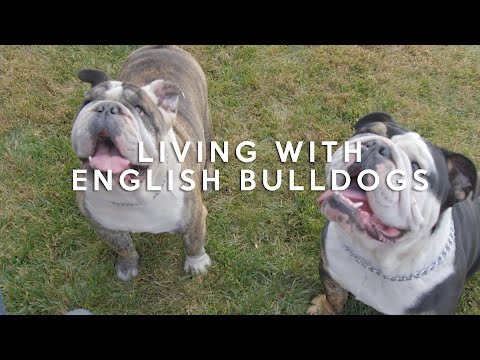 ALL ABOUT LIVING WITH ENGLISH BULLDOGS