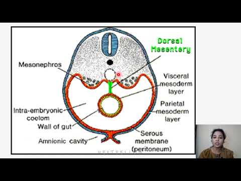 Anatomy Body cavities & Diaphragm Concept for, neetpg, Inicet, Fmge, Next, mbbs,