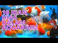 Ikan Hias Yang Bisa Dicampur Dalam Satu Akuarium