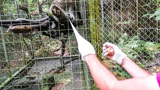 MONKEY ATTACK IN INDONESIA!