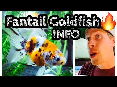 , title : 'Fantail Goldfish Care & Tank Setup'