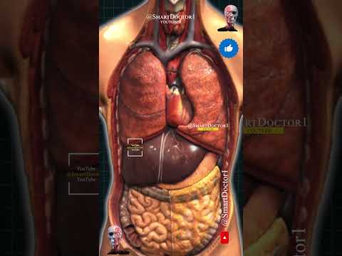 The thoracic and abdominal cavities, as you have never seen them before.🔥⚡ #anatomy