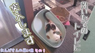【三毛猫】小さい頃からイタズラっこ。A cat that makes a prank from an early age.　れんげさんの思い出【その１】