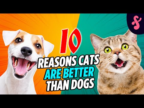 😼 🆚 🐶Top 10 Reasons Cats are Better Than Dogs | Furry Feline Facts  | Furry Feline Facts