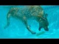 UNDERWATER DOG DIVING! (5.27.13 - Day 1488 ...