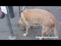 Chevy Chase Jan2012 1 NEVER BEFORE SEEN VIDEO
