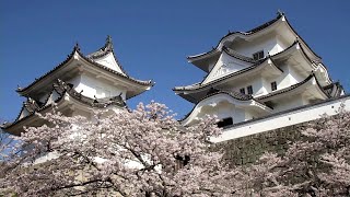 preview picture of video '三重県　伊賀上野城の桜 [HD]'